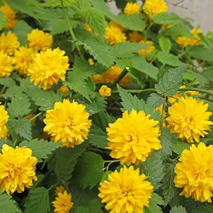 50 Pièces-Sac Graines De Sauge écarlate, Le Soleil Préfère La Plante Au