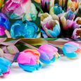 100pcs graines de tulipes de couleur arc-en-ciel-2