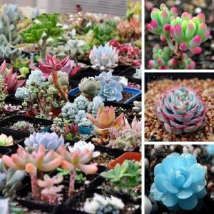 mymotto 100 pcs Lithops Graines Echeveria Graines Bonsaï Plantes Succulentes Graines De Fleurs Dintérieur 
