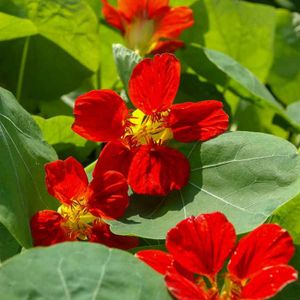 Graine Capucine Cdiscount