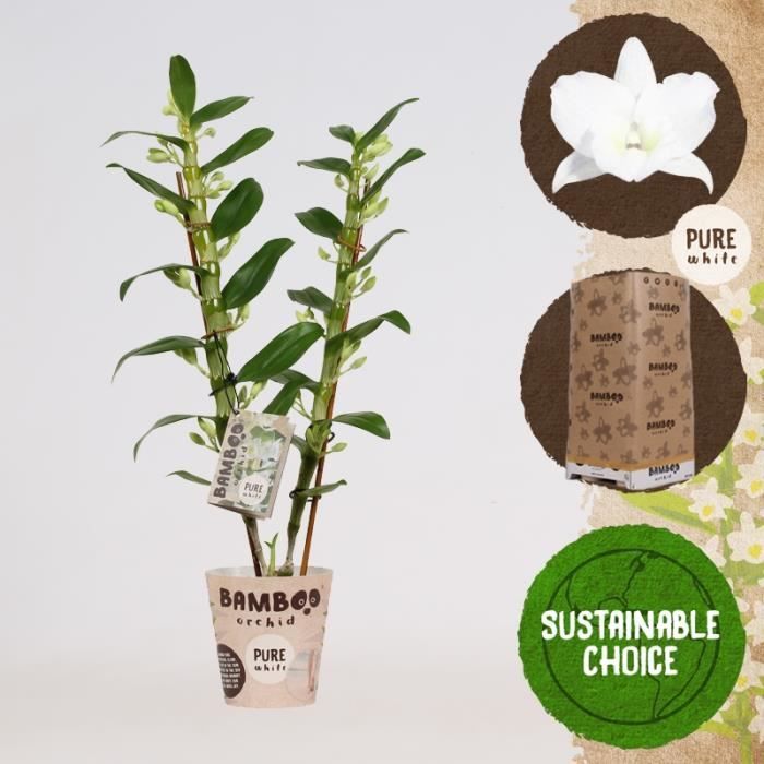 Tuteurs En Bambou Naturel - Lot De 200 Bâtons 40cm X 4mm | Pour Orchidées, Tomates, Plantes