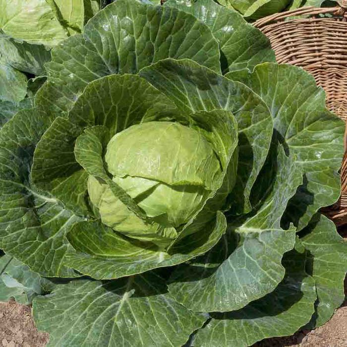 Comparer les prix de VILMORIN Chou cabus tête de pierre HF1