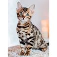 Puzzle Chaton Bengal - Nathan - 500 pièces - Animaux - Mixte-1