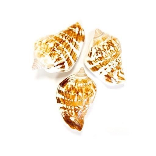 Coquillage blanc et marron (x6) REF/NAT022
