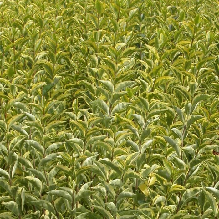 Troène de Californie Aureum - Ligustrum ovalifolium - Arbuste - Blanche - Mi-ombre