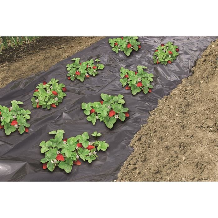 Cultiver Des Fraisiers Sur Film Plastique Gamm Vert
