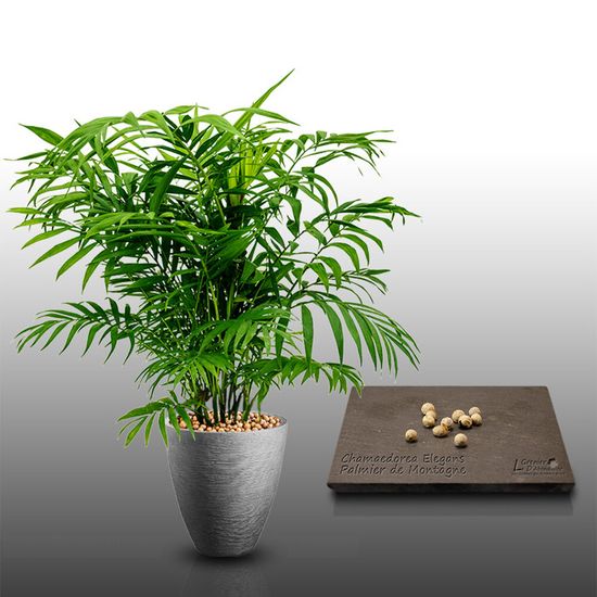 Lot 900 Semi Di Piante Aromatiche - Le Grenier D'Abondance - Le Officinali - 10 Bustine Individuali Per Orto E Giardino - 4