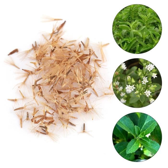 50pcs culture fleur Stevia Rebaudiana graines édulcorant naturel jardin plantation