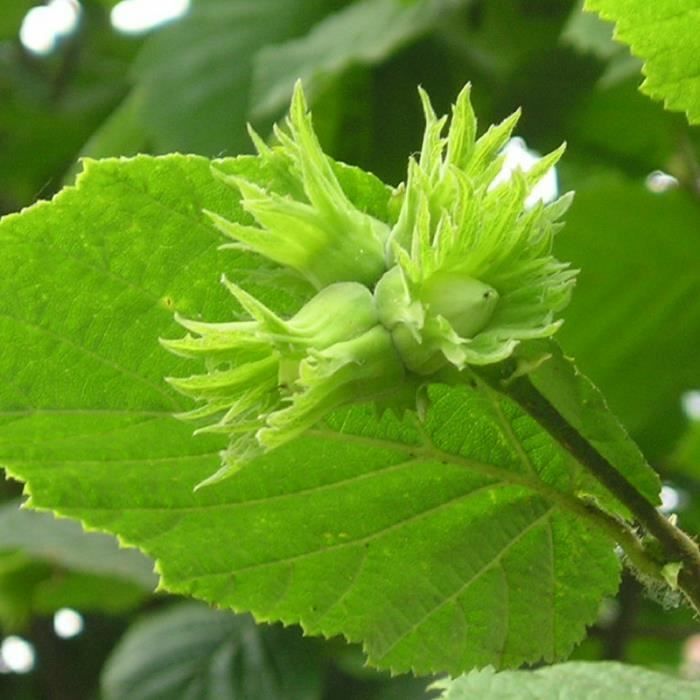 Noisetier commun ou Coudrier (Corylus Avellana) Jeune plant en racines ...
