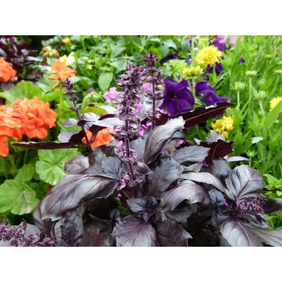 Saflax Basilic Rouge 200 Graines Ocimum Basilicum Achat Vente Huile Essentielle Basilic Rouge Cdiscount