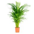 Dypsis Lutescens -  Palmier Dorés - Plante d'intérieur - Entretien facile – D24 cm - H120-130 cm-0