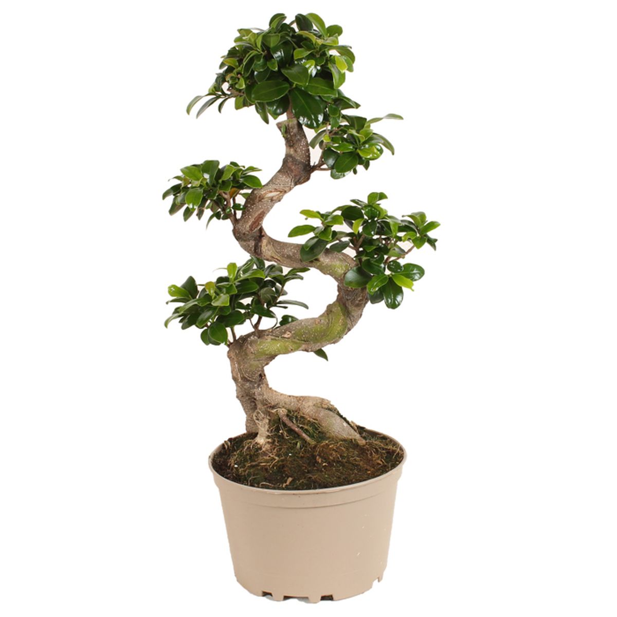 Bonsai Ficus Ginseng Perd Toutes Ses Feuilles Plant In A Box Xl Ficus Ginseng Bonsai Hauteur 60 70cm Plante D Interieur Achat Vente Plante Poussee Plant In A Box Xl Ficus G Cdiscount