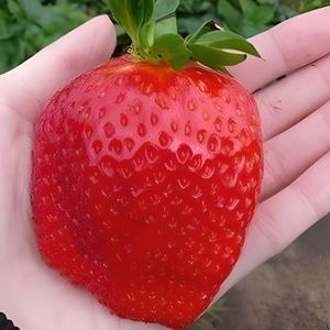 ARBRE - BUISSON Fraisier Fragaria Gigantella Maxim-Produit des maxi fraises géantes(jusqu’à 100g)-3 plants livrés-Fraises sucrées et gouteuses