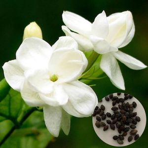 GRAINE - SEMENCE 50pcs graines de jasmin blanc 1