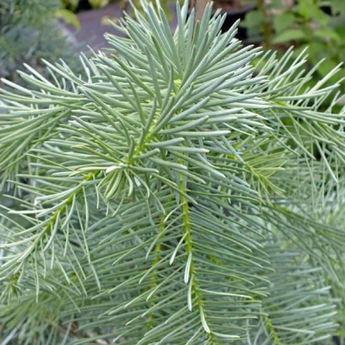 Sapin Du Colorado Abies Concolor Jeune Plant En Godet 20 40 Cm