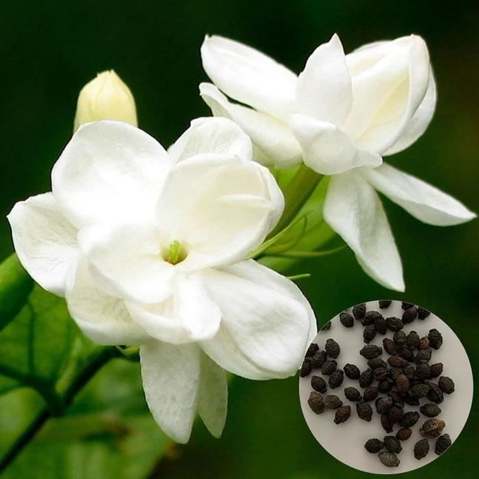 50pcs graines de jasmin blanc 1