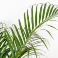 Dypsis Lutescens -  Palmier Dorés - Plante d'intérieur - Entretien facile – D24 cm - H120-130 cm-2