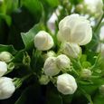 50pcs graines de jasmin blanc 1-2