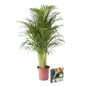 PLANTE POUSSÉE Plante d'intérieur – Palmiste multipliant en pot de fleur blanc + 10 L sol comme un ensemble – Hauteur: 110 cm XC55