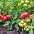 Tuteurs spirales pour tomates - SUAN - 200cm - Lot de 10-1