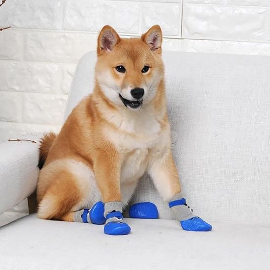 Chien chaussette discount