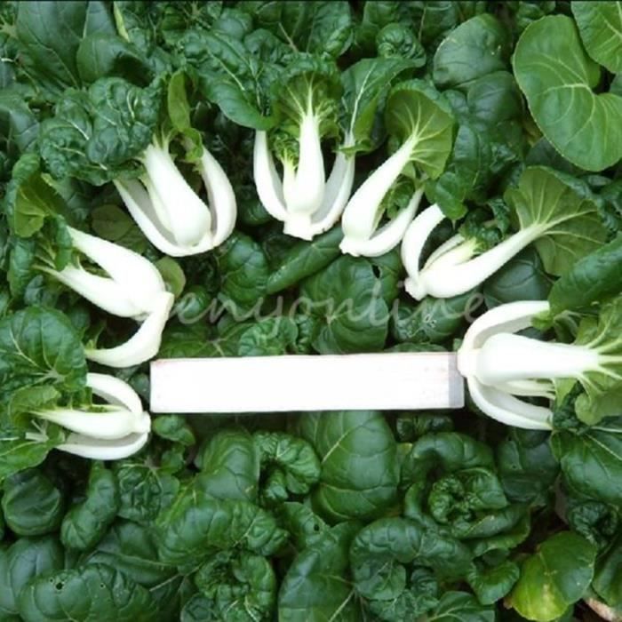 2000 Canton PAK CHOI Bok Choy Chinois Chou Vert Légumes Graines Accueil Jardin