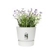 ELHO Pot de fleurs rond Greenville 25 - Extérieur - Ø 24,48 x H 23,31 cm - Blanc-2