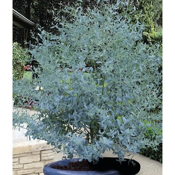Eucalyptologics Git Forestry Consulting Information Resources On
