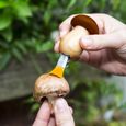 Outil multifonction pour champignons-2
