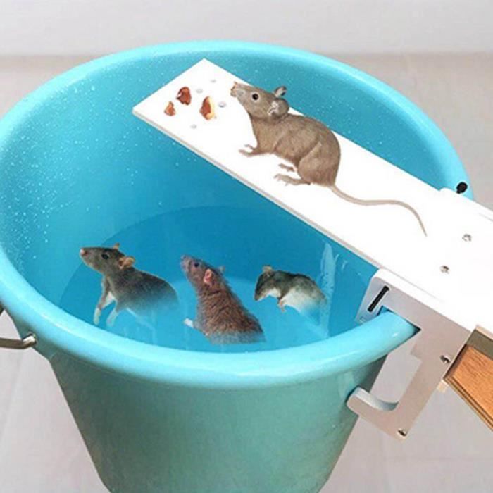 Rat Mort Pris Dans Un Piège À Rats En Plastique Banque D'Images et