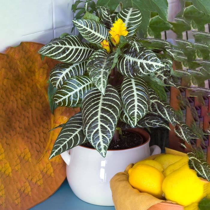 Aphelandra Verte – Plante Zèbre | Meilleures plantes vertes | Plante en pot 25-35 cm - Jardin
