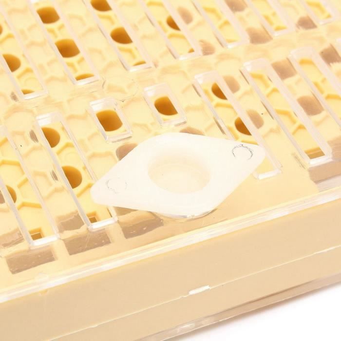 Boîte d'élevage d'abeilles en plastique non toxique - Kit de coupe d