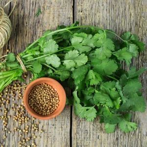 GRAINE - SEMENCE 150 piècessac graines de coriandre nutritives comestibles graines de légumes à croissance style-Coriander Seeds1