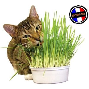 AFP Boule de gouttes d'herbe à chat verte Rush à prix pas cher