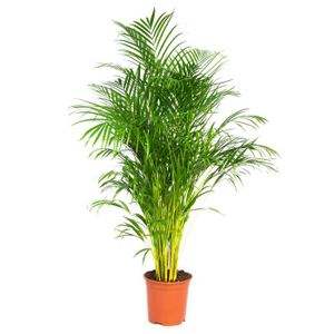 PLANTE POUSSÉE Dypsis Lutescens -  Palmier Dorés - Plante d'intérieur - Entretien facile – D24 cm - H140-150 cm