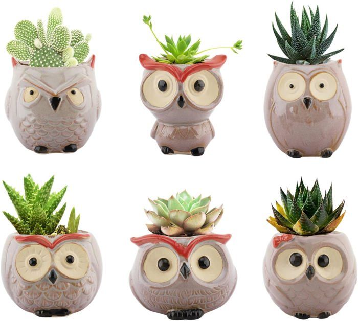 Pots pour succulentes en céramique motif hibou - Pack de 6 drainages multicolore