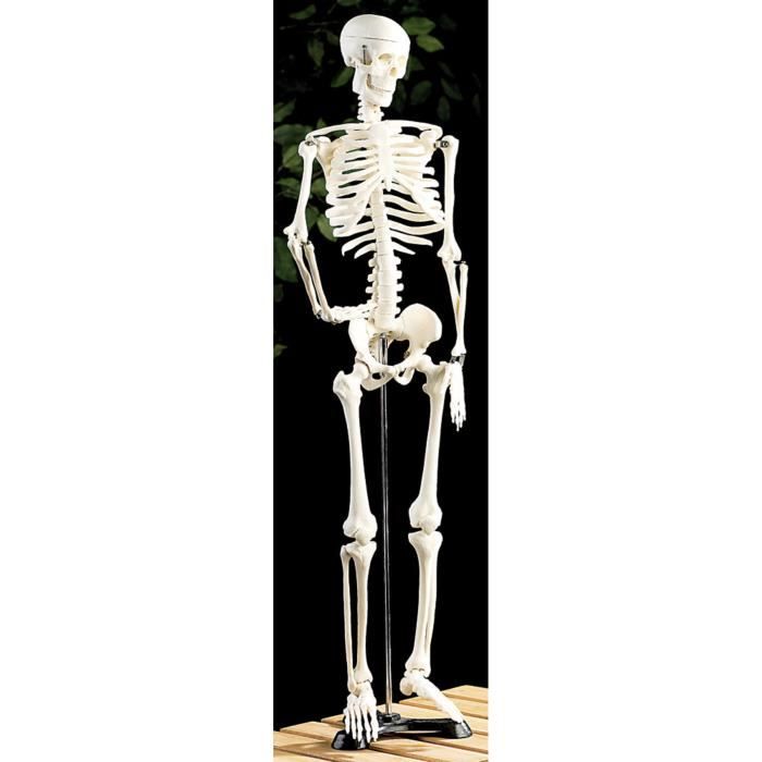 Location de squelette humain pour décoration - Global Végétal®
