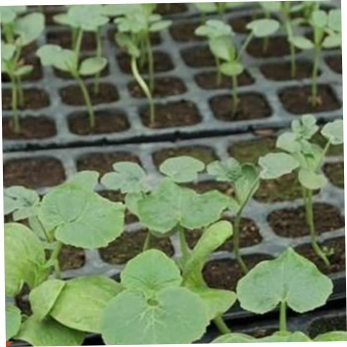 Plateaux De Germination De Graines HEMOTON – Lot De 10, 128 Cellules Chacun – Pour Semis, Jardinage, Culture Intérieure