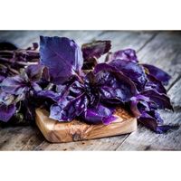 150 Graines de Basilic Pourpre - plante aromatique - jardin potager méthode BIO
