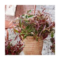 Arbuste Leucothoe fontanesiana White Wather® - Pot de 3 L - 40/50 cm - Feuillage persistant panaché de blanc