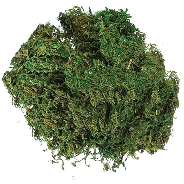 Ou Acheter De La Mousse Pour Piquer Des Fleurs Mousse Pour Fleurs Achat Vente Pas Cher