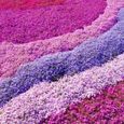 Phlox 4 Mix Rose, Violet, Blanc (Pot de 9cm) - Vivace colorée pour jardin - Bordures & Contenants-0