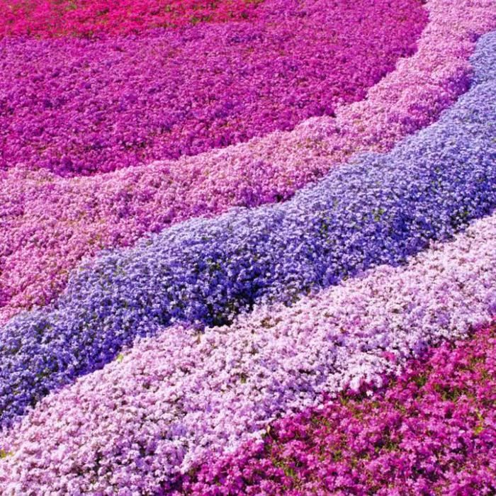 Phlox 4 Mix Rose, Violet, Blanc (Pot de 9cm) - Vivace colorée pour jardin - Bordures & Contenants