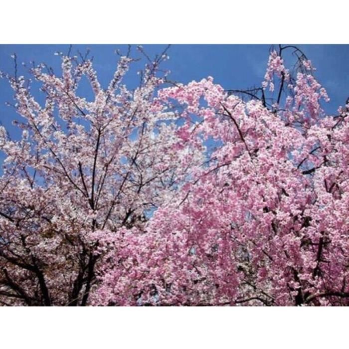 10 Belles Graines De Fleurs De Sakura Rouge Japonais Graines De Cerisier Graines Darbres