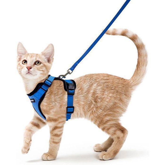Rabbitgoo Harnais Chat/Harnais pour Chat/Laisse Harnais Chat Bleu XS Collier Harnai Chat