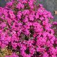 Phlox 4 Mix Rose, Violet, Blanc (Pot de 9cm) - Vivace colorée pour jardin - Bordures & Contenants-1
