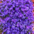 Phlox 4 Mix Rose, Violet, Blanc (Pot de 9cm) - Vivace colorée pour jardin - Bordures & Contenants-2