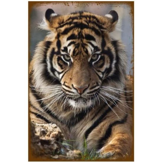 Roaring Tiger - Joli papier peint panoramique