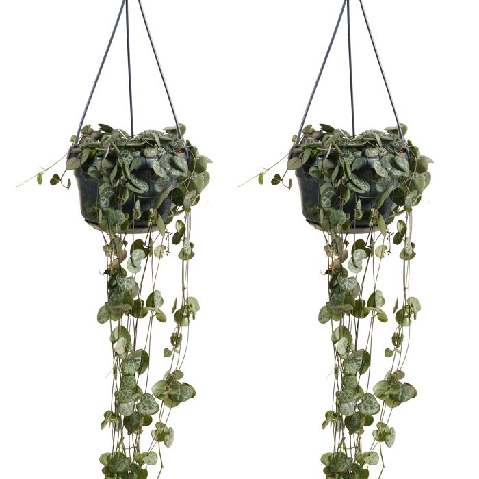 Lot de 2 - Ceropegia Woodii - Lanterne chinoise - Plante suspendue - H. 15-20 cm - P. 12 cm