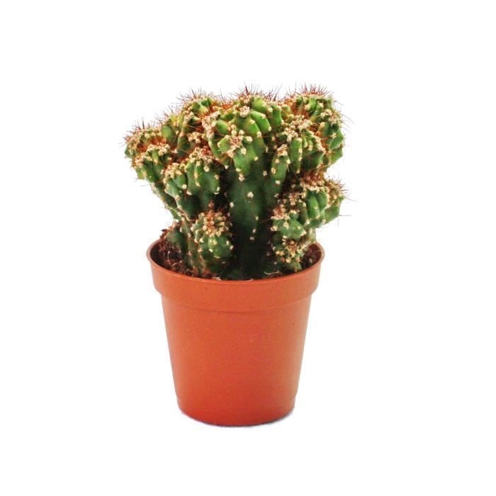 Cereus peruvianus Floride Paolina-Rocher cactus-particulière plante grasse plante 